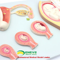 SELL 12453 Embryonic Process Model Development from Unfertilized Ovum 9th